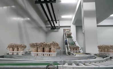 “菇”足干勁促振興 道真六年深耕，技術(shù)推廣服務(wù)孕育5.5億產(chǎn)值奇跡